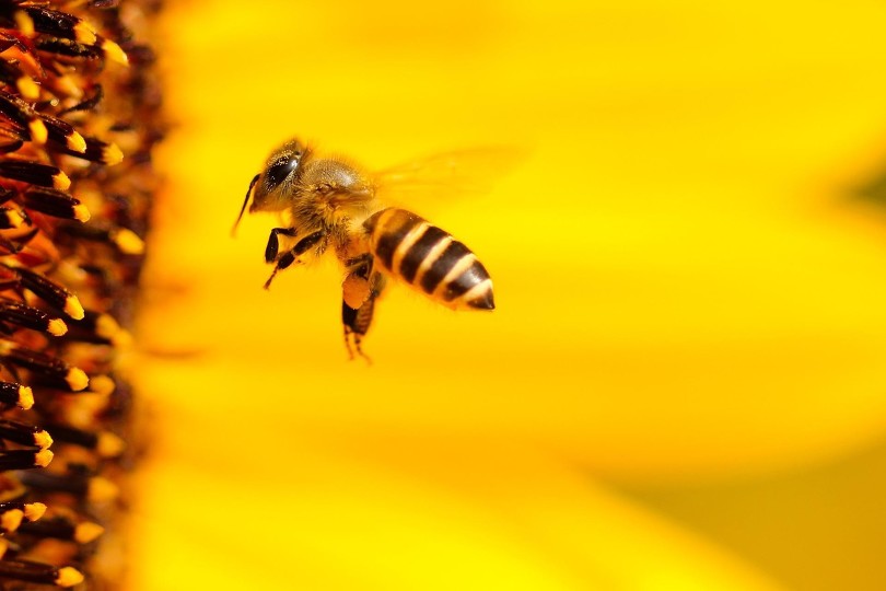 Beseda o životě a důležitosti včel